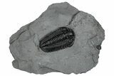 Calymene Niagarensis Trilobite Fossil - New York #269948-1